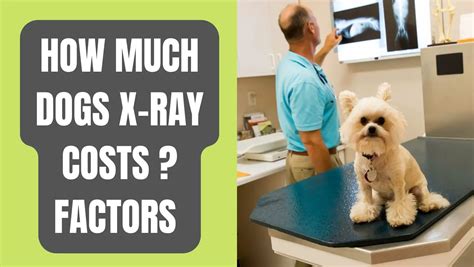 How Much Is Dog X Ray